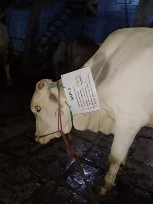 Sapi Qurban Ke 5 Masjid Nurul Masyriq